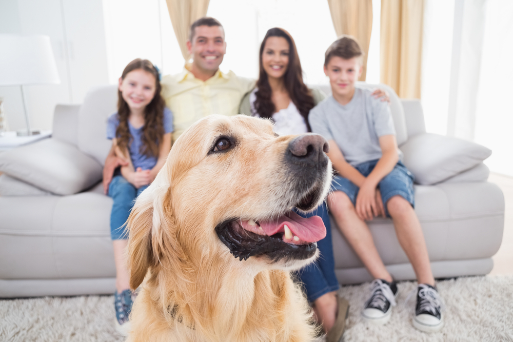 Should You Allow Pets In Your Investment Property?